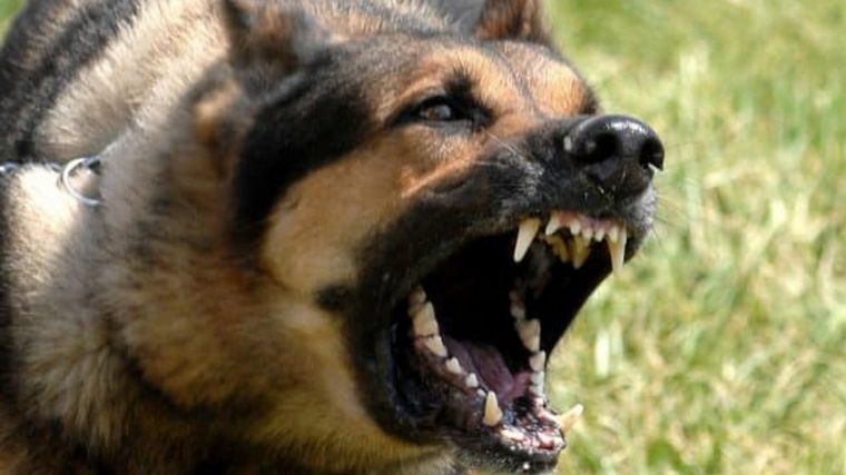 FOTO: Un perro mordió a una mujer (Foto: archivo)