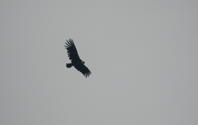 Juan Pablo Viola Cerro Colchiquí