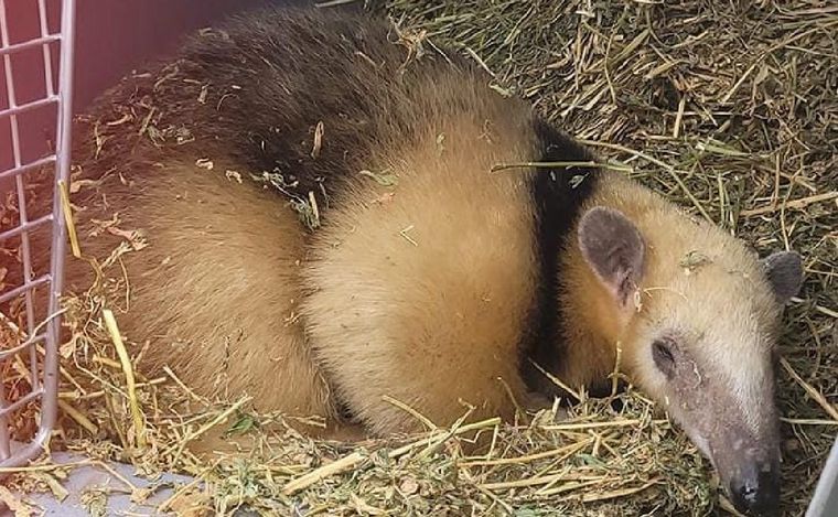 Rescataron a una osa melera en Salsipuedes. (Foto: Gobierno de Córdoba)