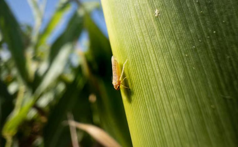 FOTO: La chicarrita genera complicaciones en el cultivo de maíz.