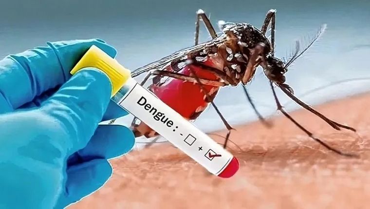 El virus es transmitido por el mosquito Aedes aegypti. 