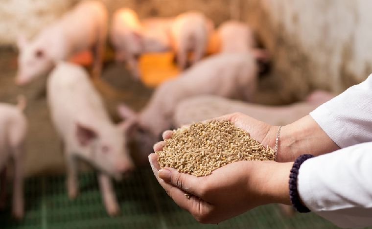 FOTO: La nutrición animal un factor clave, especialmente la producción porcina.