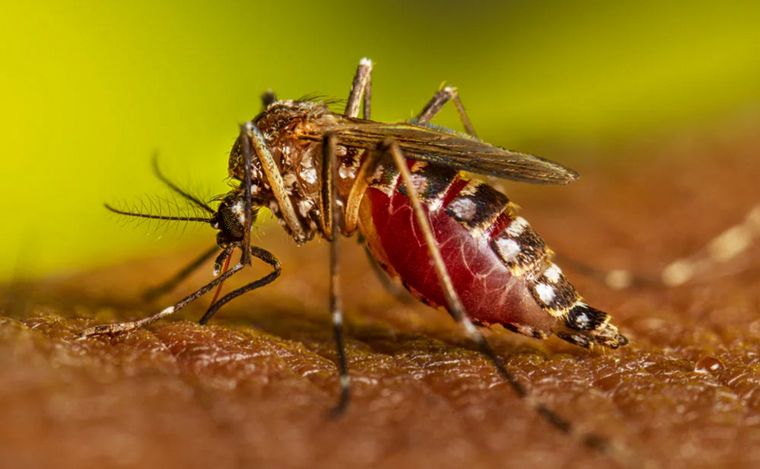 FOTO: Aedes aegypti, el mosquito transmisor del dengue. 