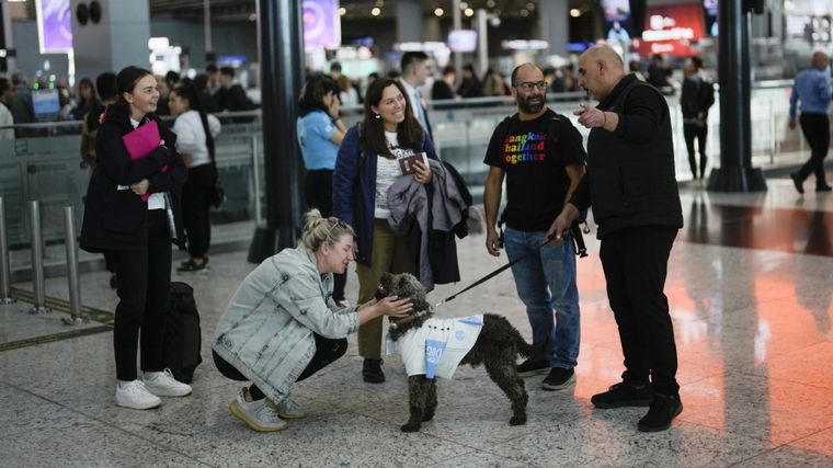 FOTO: En el aeropuerto de Estambul usan perros para los pasajeros con ansiedad