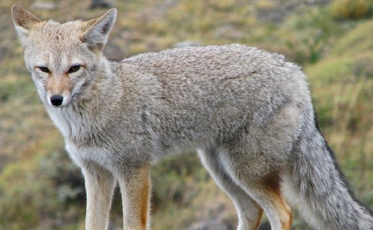 El zorro del sur, uno de los animales que se podrán cazar en Santa Cruz. (Clarín)