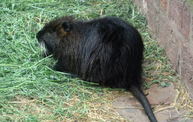 Los criaderos de nutrias han disminuido con el paso de los años en Miramar.