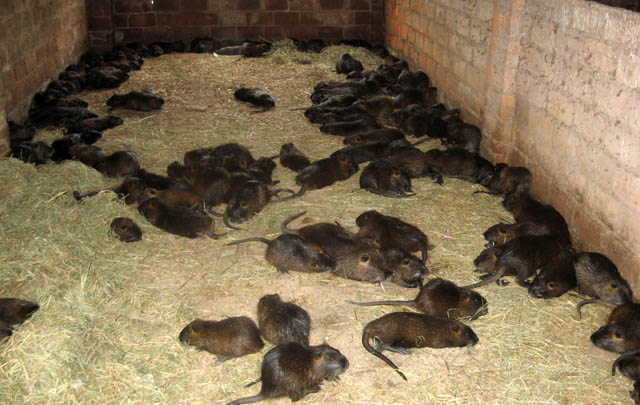 FOTO: Los criaderos de nutrias han disminuido con el paso de los años en Miramar.