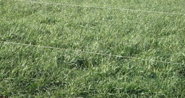 El verdeo de invierno más utilizado es la avena.