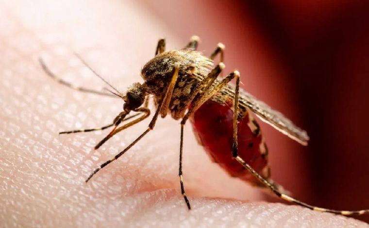 FOTO: Primera muerte por coinfección de dengue en el país. (Foto: NA)