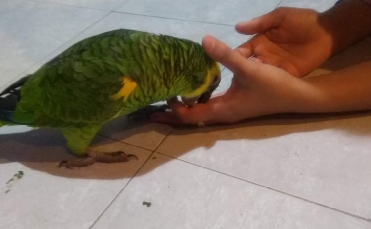 El loro Pedrito, un miembro más de la familia.