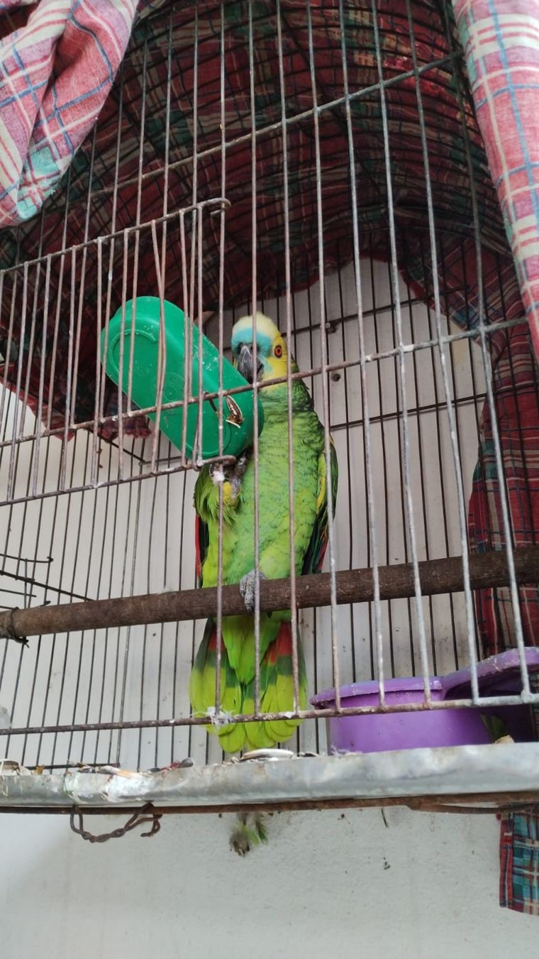 El loro Pedrito, un miembro más de la familia.