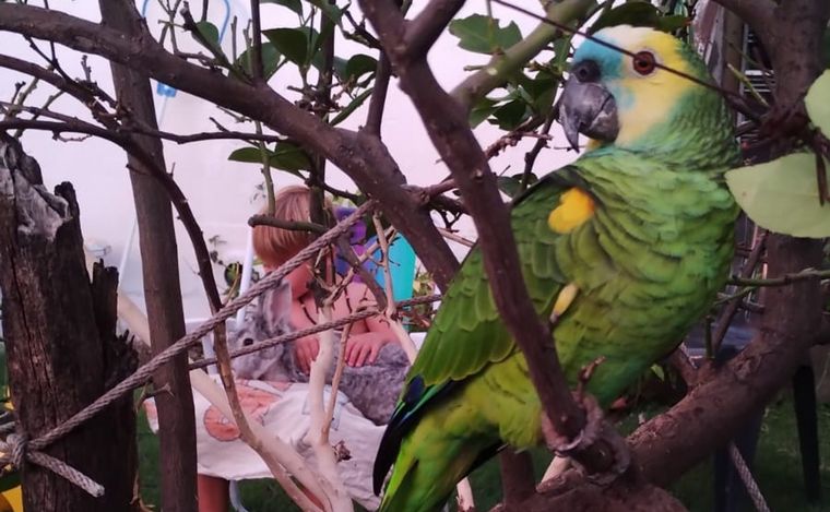 El loro Pedrito, un miembro más de la familia.