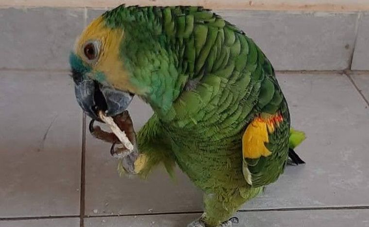 El loro Pedrito, un miembro más de la familia.