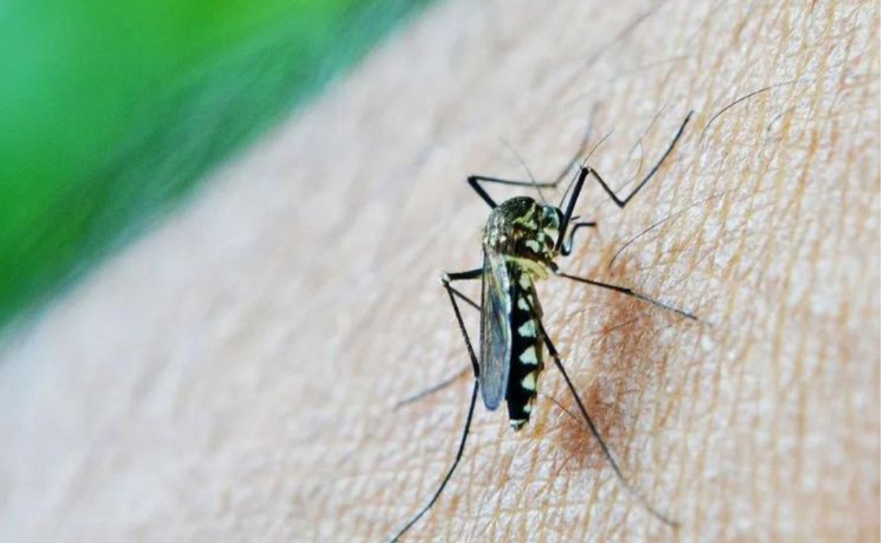 Empiezan a diseñar un esquema de vacunación pública contra el dengue.