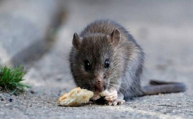 El hantavirus es transmitido por roedores infectados.