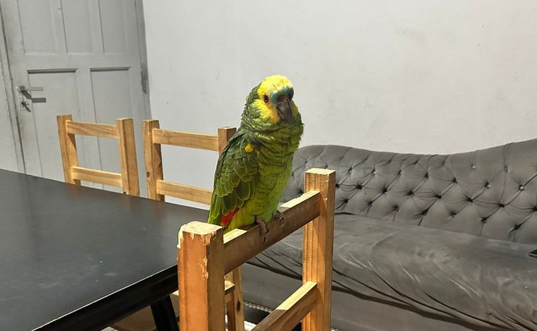 Pedro fue devuelto a su familia tras haber sido robado. (Lucía González/Cadena 3)