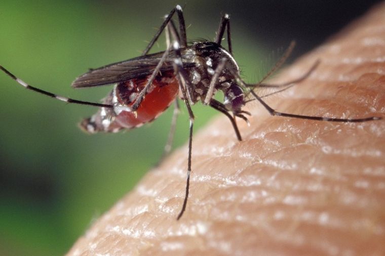 FOTO: Vacunación dengue