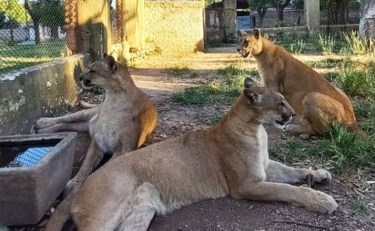 FOTO: Los pumas del ex zoo de Colón que esperan ser trasladados a un santuario.