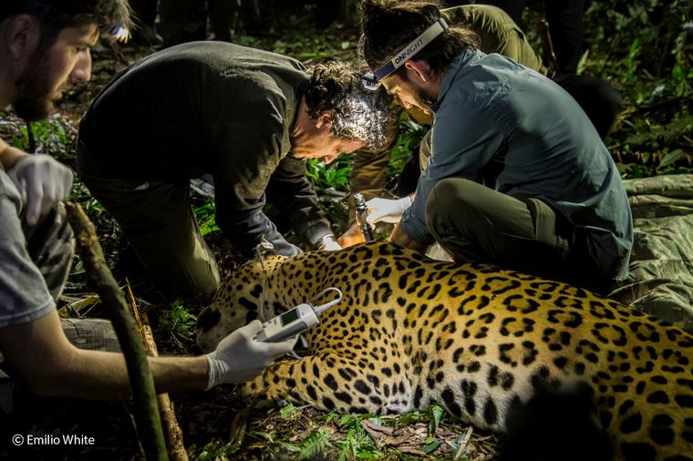 Proyecto yaguareté: en búsqueda de asegurar la conservación de la población