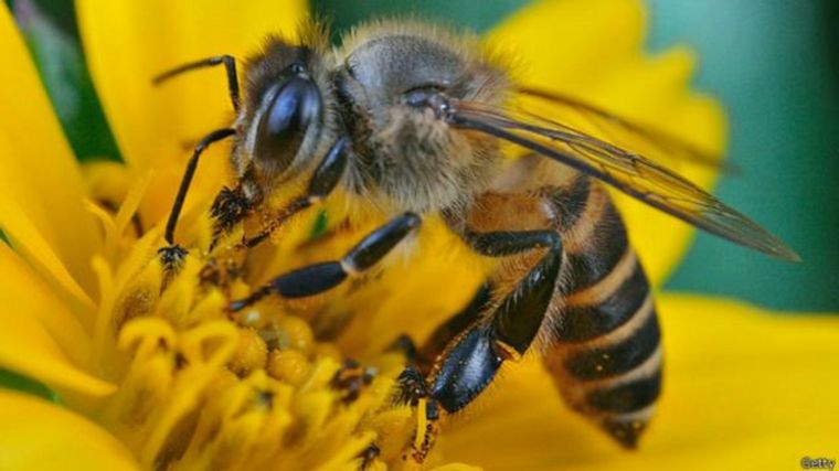 Día mundial de las abejas: ¿por qué son importantes para el ser humano?