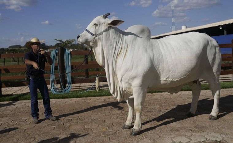 La historia de Viatina: 20 gramos de carne, igual a un gramo de oro (@BrazilBrian).