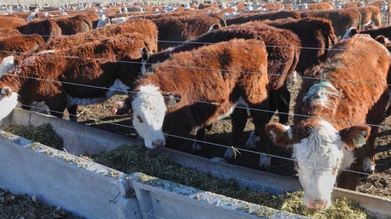 Fiebre aftosa: Río Negro rechaza modificaciones en la barrera sanitaria