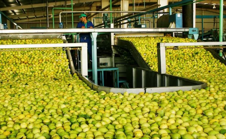 Línea de producción de limones orgánicos.