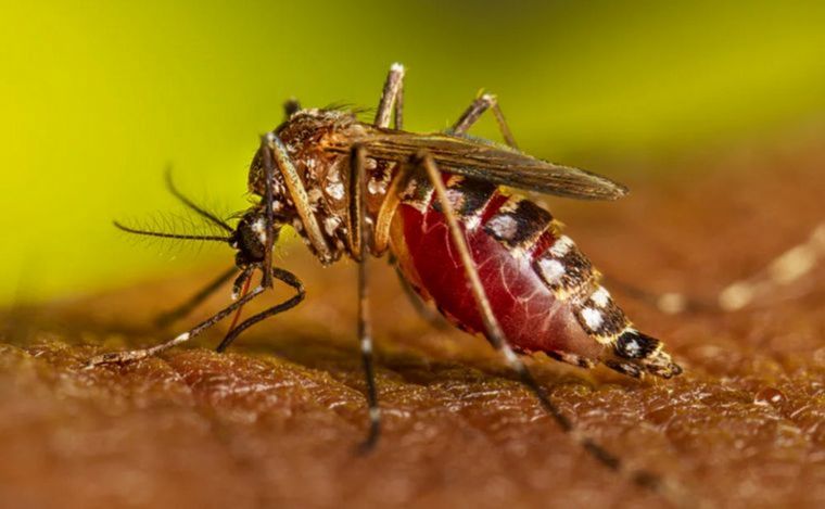 Dengue en México: los casos se cuadruplicaron en comparación al 2023 (Foto: archivo).