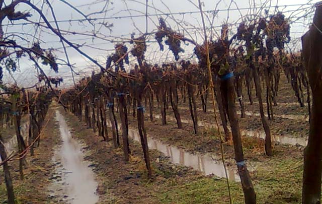 Los viñedos de la localidad mendocina de Lavalle quedaron totalmente destruidos.