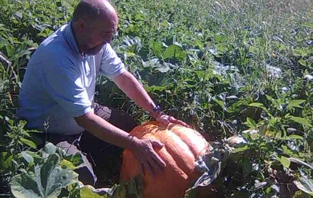 El propietario del predio serrano muestra orgulloso el tamaño del vegetal.