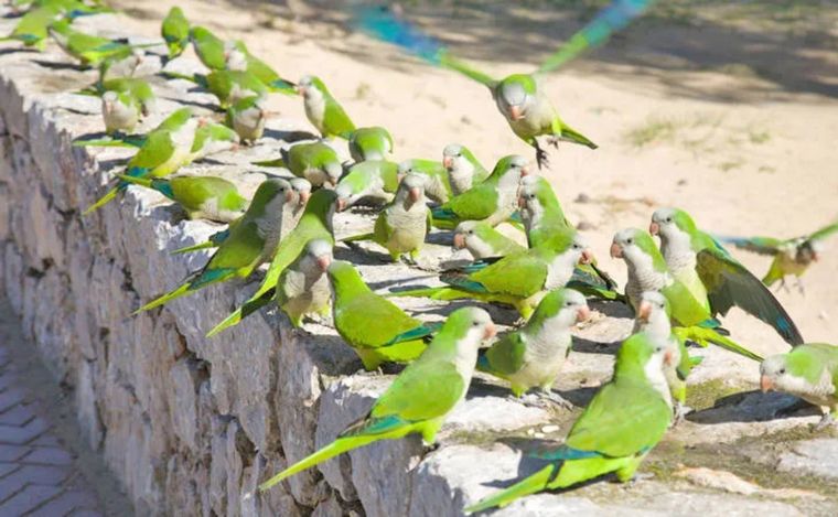 Las catas fueron declaradas plaga en Mendoza (Foto: Diario San Rafael).