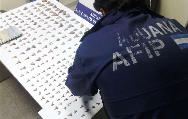Se incautaron 310 piezas de tiburones extinguidos hace màs de 4 mil años.