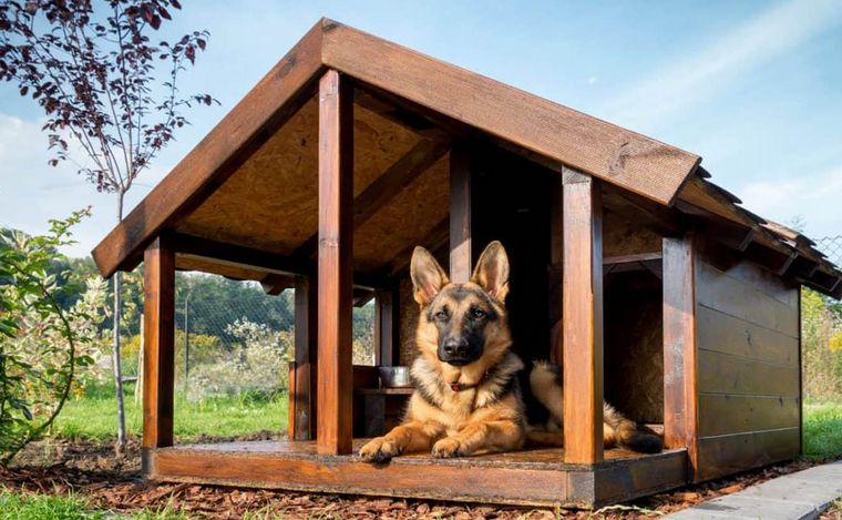 Construyen cuchas para perros con material desechado en Deán Funes. (Ilustrativa)