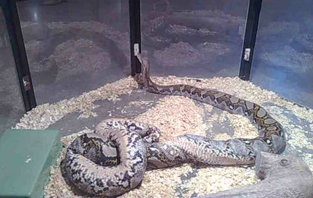 El ofidio puede ingenir un animal de hasta 280 kilogramos de peso.