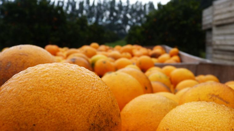 Se perdió un 30% de la producción de naranjas por las bajas temperaturas
