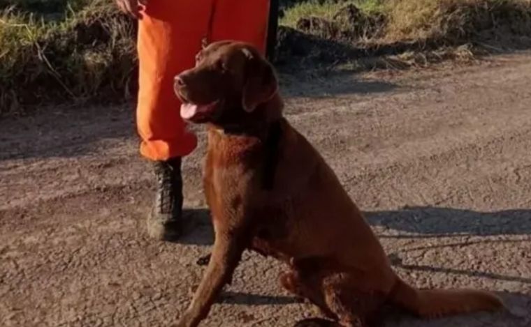 Murió Nerón, uno de los perros que encontró rastros de Loan en Corrientes.