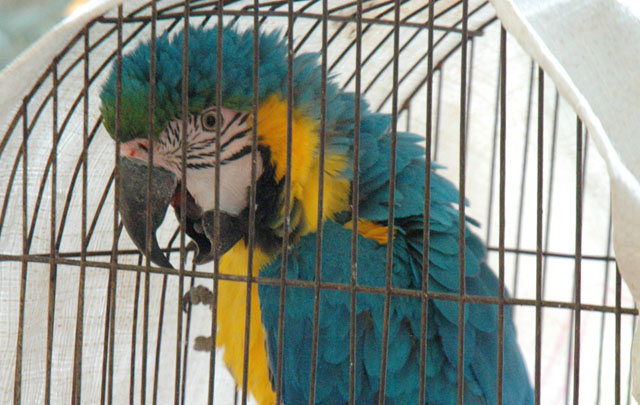 Incautaron varias aves silvestres.