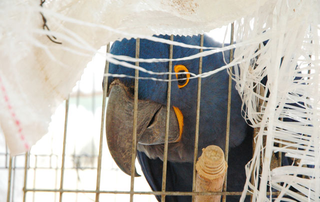 Incautaron varias aves silvestres.