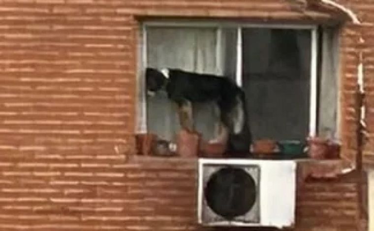 Rescataron a un perro atrapado en el exterior de un sexto piso. (Captura)