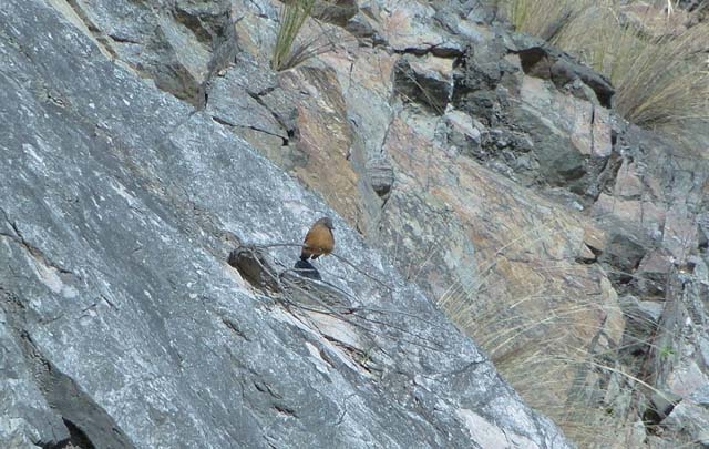 Avistaje de aves, una práctica que cada vez tiene más adeptos en Córdoba
