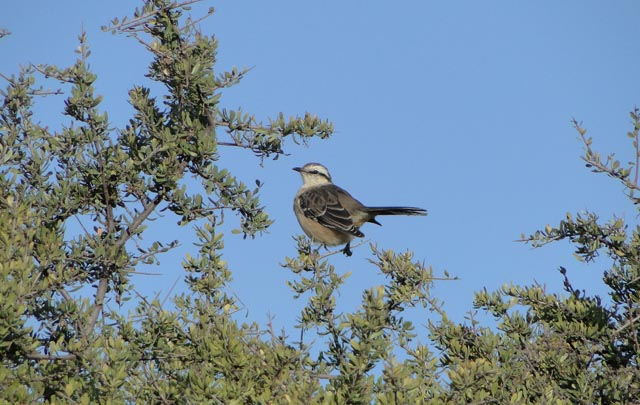 Avistaje de aves, una práctica que cada vez tiene más adeptos en Córdoba