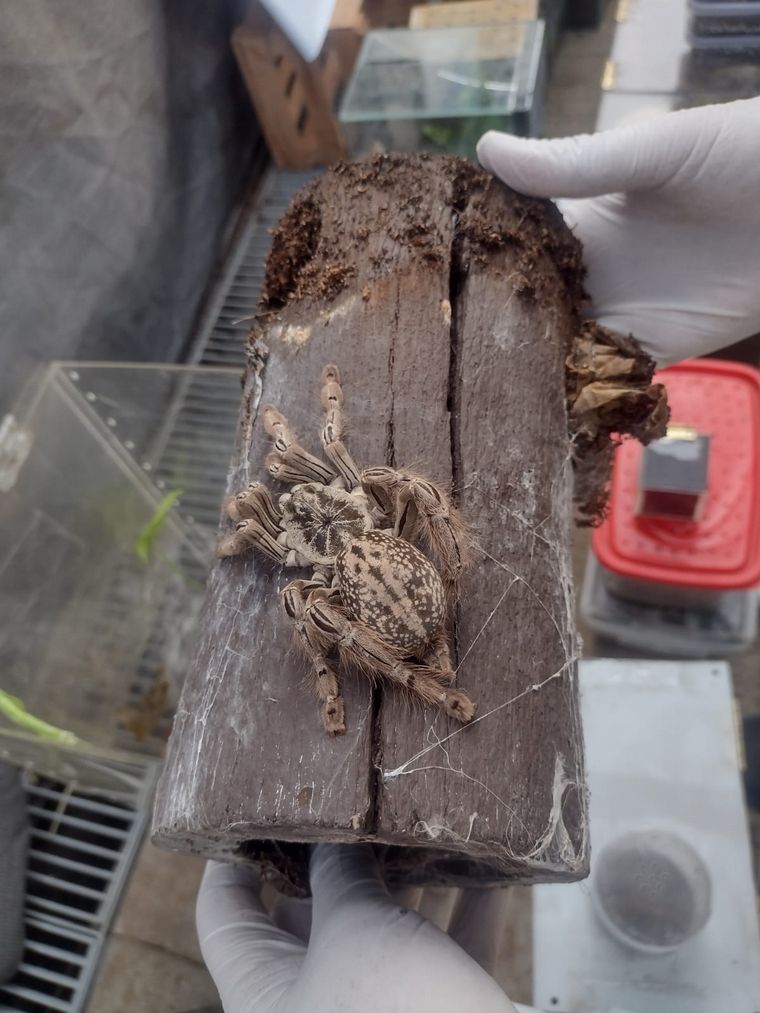 Secuestro de especies exóticas en Córdoba. (Gendarmería)