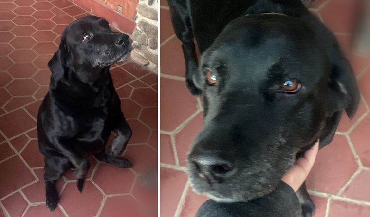 Otto, el perro cordobés que hace los mandados: le compra los criollos a su  dueño - Notas - Siempre Juntos - Cadena 3 Argentina