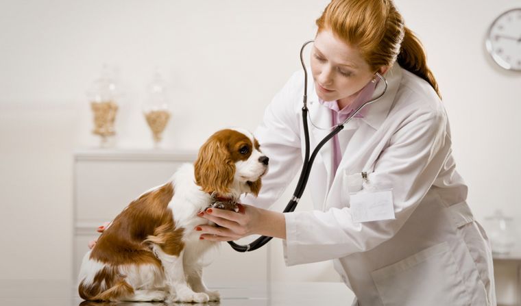 Día del Veterinario: ¿Cuánto cuesta mantener por mes a perros y gatos?