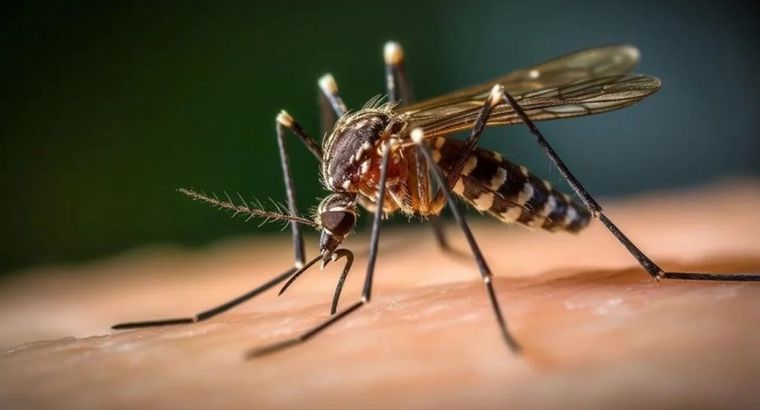 Cómo funciona la bacteria Wolbachia con la que se puede evitar el contagio del dengue