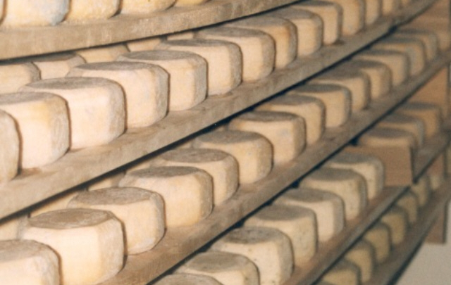 Se trata de reunir a productores ovinos para realizar quesos con leche de oveja.