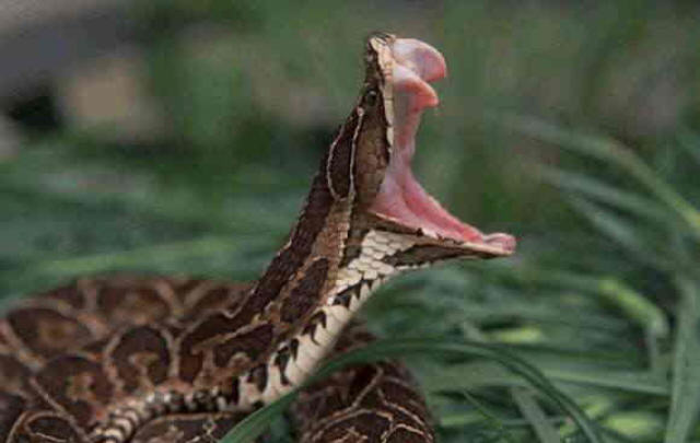 La yarará es considerada una de las serpientes más venenosas de la Argentina.