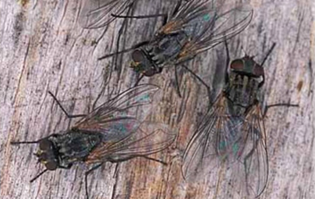 Es esencial mantener la higiene en los establecimientos.