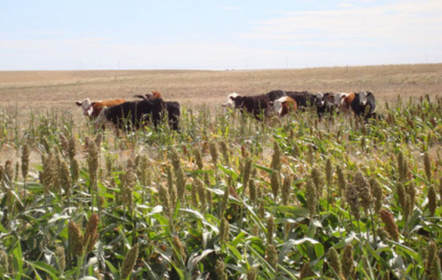 Se recomienda realizar una suplementación para mejorar el funcionamiento ruminal.