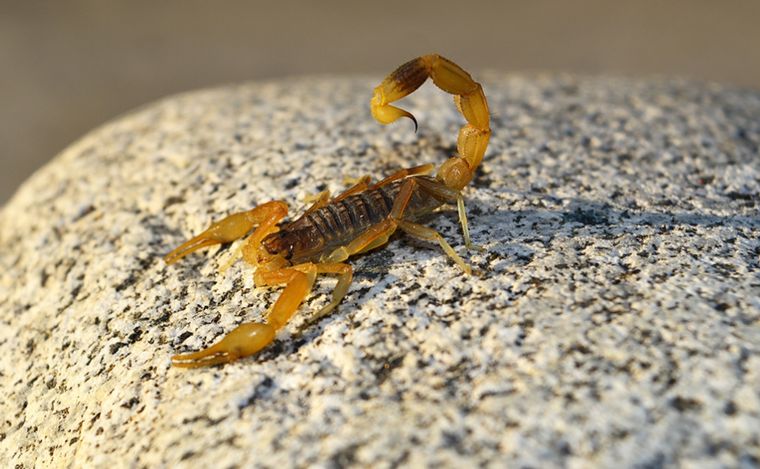 Un niño de 10 años fue picado por un alacrán y está internado en grave estado.